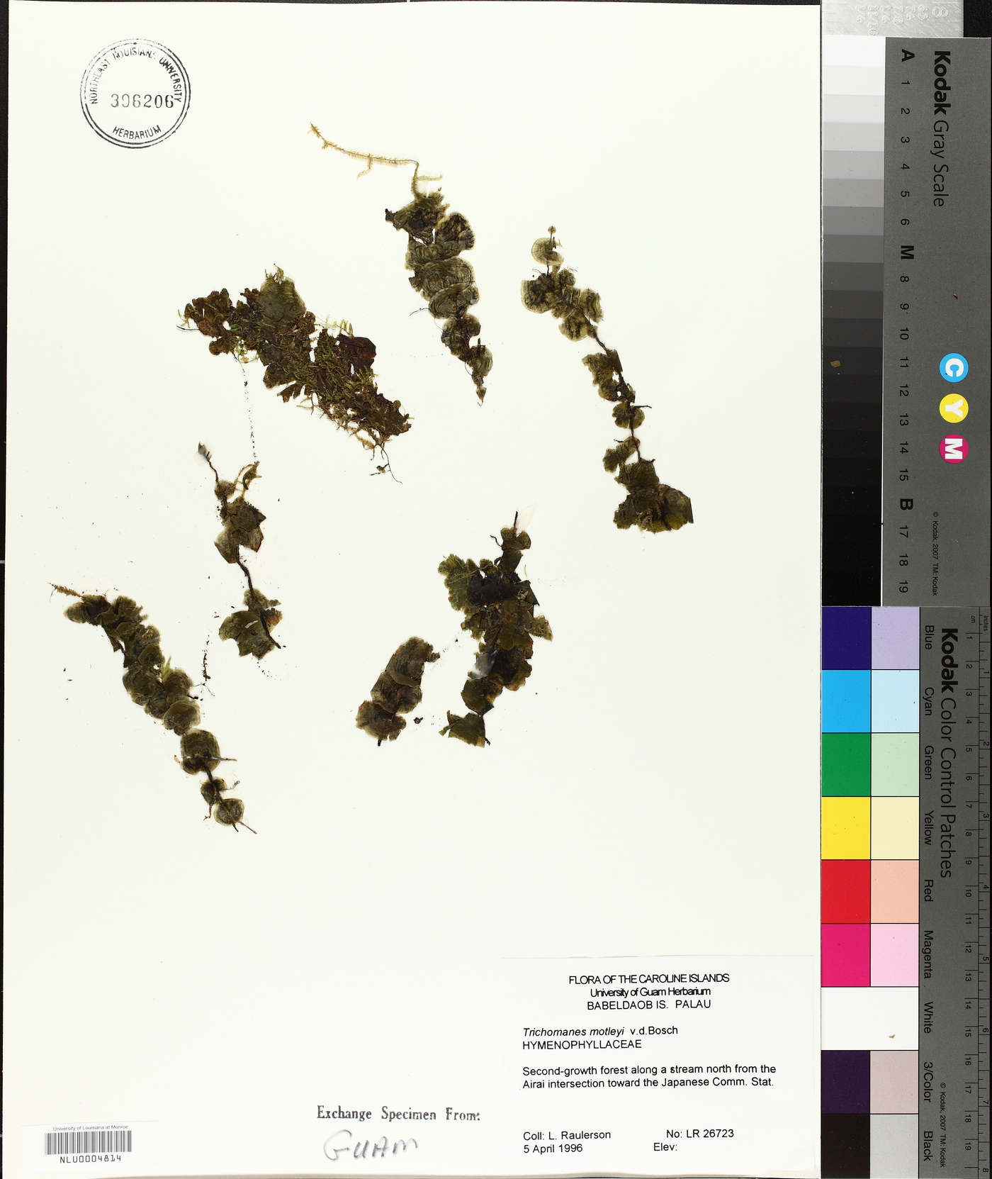 Didymoglossum motleyi image