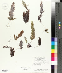 Hymenophyllum pallidum image