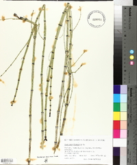 Equisetum fluviatile image