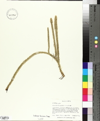 Lycopodiella alopecuroides image