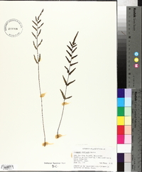 Lindsaea ensifolia image