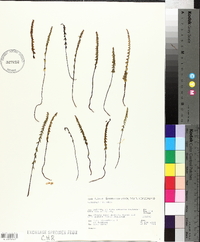 Lindsaea linearis image