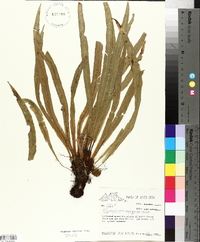 Elaphoglossum eximium image