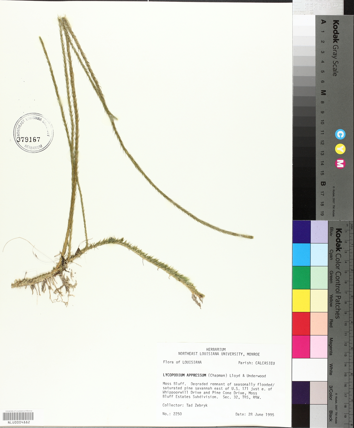 Lycopodium appressum image