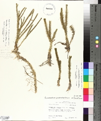 Lycopodiella alopecuroides image