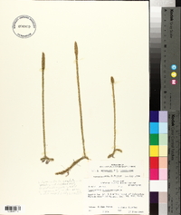 Lycopodiella alopecuroides image