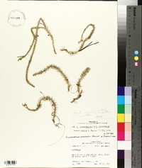 Lycopodiella alopecuroides image