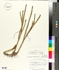 Lycopodiella alopecuroides image