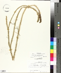 Lycopodiella alopecuroides image