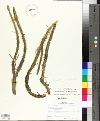 Lycopodiella alopecuroides image