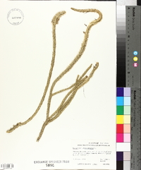 Lycopodiella alopecuroides image