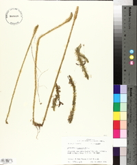 Lycopodiella alopecuroides image