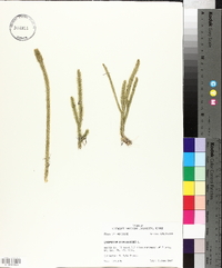 Lycopodiella alopecuroides image