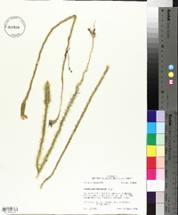 Lycopodium prostratum image