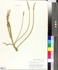 Lycopodium prostratum image