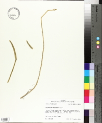 Lycopodium prostratum image