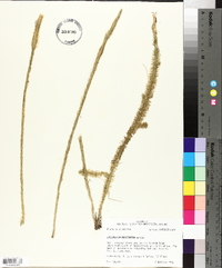 Lycopodium prostratum image