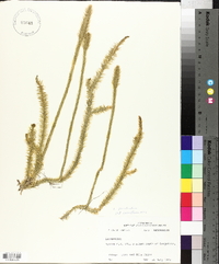 Lycopodium prostratum image