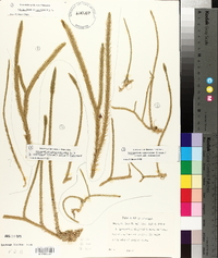 Lycopodiella alopecuroides image