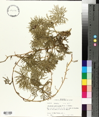 Lycopodium flabelliforme var. ambiguum image