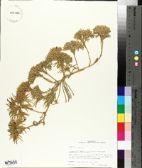 Lycopodium flabelliforme var. ambiguum image