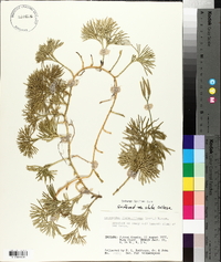 Lycopodium flabelliforme var. ambiguum image