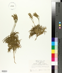 Lycopodium flabelliforme var. ambiguum image