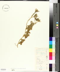 Lycopodium alpinum image