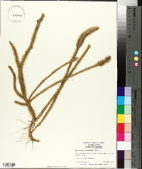 Lycopodium prostratum image