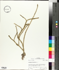 Lycopodium prostratum image