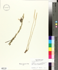 Pseudolycopodiella caroliniana image