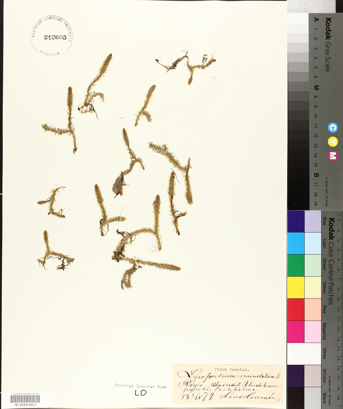 Lycopodium inundatum image