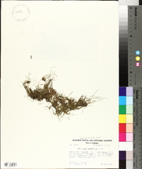 Pilularia americana image