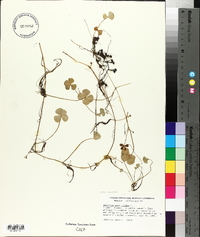 Marsilea quadrifolia image