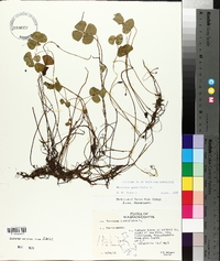 Marsilea quadrifolia image