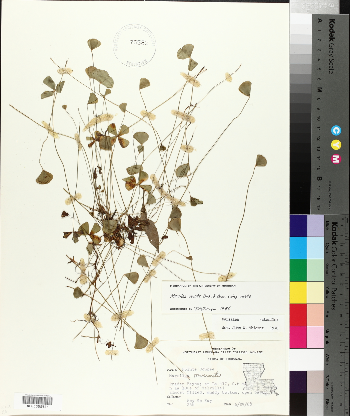 Marsilea vestita subsp. vestita image