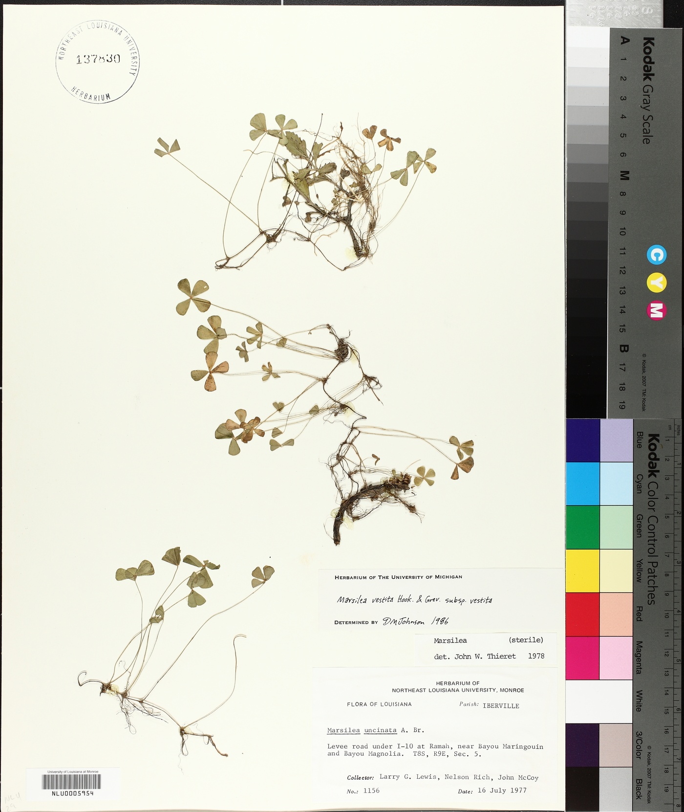 Marsilea vestita subsp. vestita image