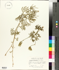 Lycopodium flabelliforme var. ambiguum image