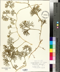 Lycopodium flabelliforme var. ambiguum image