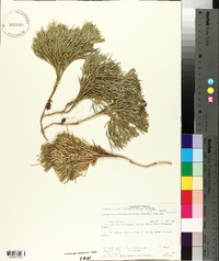 Lycopodium flabelliforme var. ambiguum image