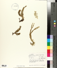 Lycopodium dichotomum image