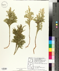 Dendrolycopodium dendroideum image