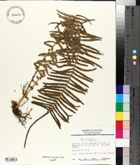 Pteris longifolia image