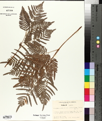 Pteridium aquilinum subsp. pseudocaudatum image