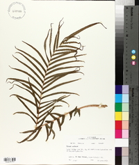 Pteris vittata image