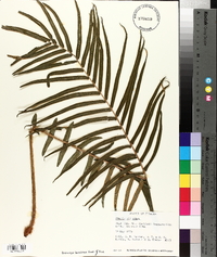 Pteris vittata image