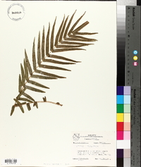 Pteris longifolia image