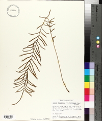 Pteris longifolia var. bahamensis image