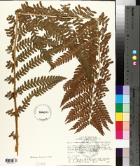 Osmundastrum cinnamomeum subsp. cinnamomeum image