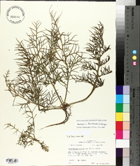 Ceratopteris thalictroides image